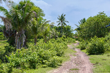 Walking path at coconut beach in Kampot, Cambodia