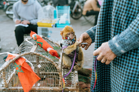 Monkey being offered a cigarrete