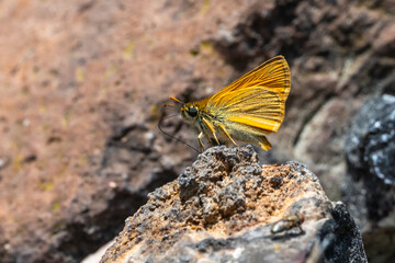 butterfly on the ground
