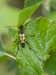 Yellow and black spotted longhorn beetle - Rutpela maculata. UK.