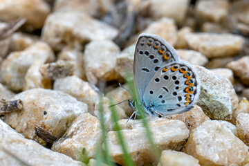 butterfly on leaf