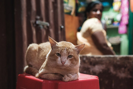 Cat at the entrance to the store.