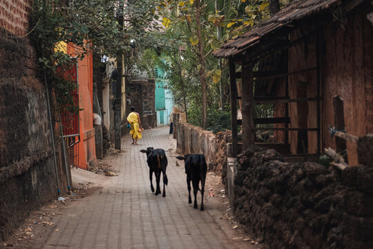 A brahmin and cows.