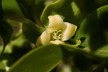 Close up of persimmon tree flower (diospyros kaki) in spring