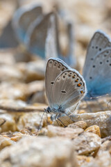 butterfly on the ground