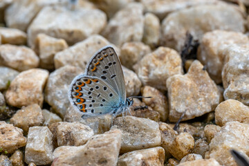 butterfly on the rocks