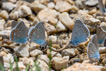 butterfly on the ground