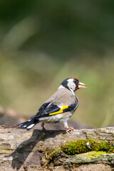  Saka » European Goldfinch » Carduelis carduelis

