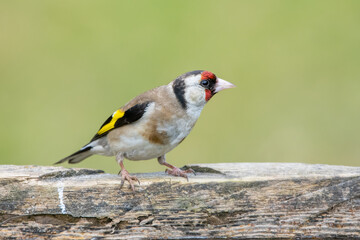  Saka » European Goldfinch » Carduelis carduelis

