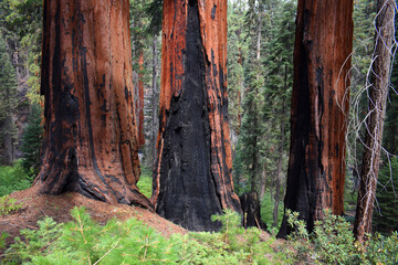 Giant burnt Sequoia Trees in Sequoia National Park, California, US wildlife landscape