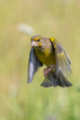 Florya » European Greenfinch » Chloris chloris