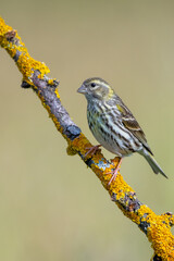 Küçük iskete » European Serin » Serinus serinus