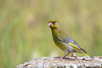 Florya » European Greenfinch » Chloris chloris