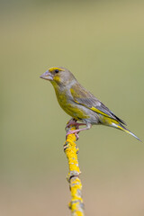 Florya » European Greenfinch » Chloris chloris