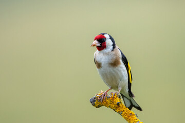  Saka » European Goldfinch » Carduelis carduelis

