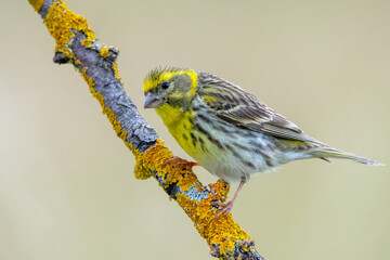 Küçük iskete » European Serin » Serinus serinus