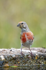 Ketenkuşu » Common Linnet » Linaria cannabina