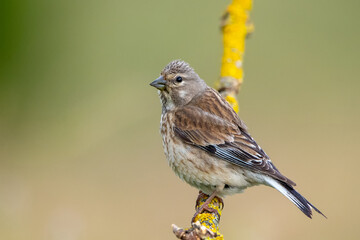 Ketenkuşu » Common Linnet » Linaria cannabina