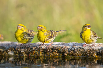 Küçük iskete » European Serin » Serinus serinus
