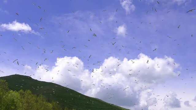 Flock of flying seagulls in sky. Many flocks of seagulls in flight, flying off coast of sea or ocean against backdrop of mountains in slow motion. Living flora and fauna of planet Earth.