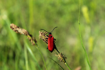 Red beetle on the meadow grass on a summer sunny day on a green meadow, close-up