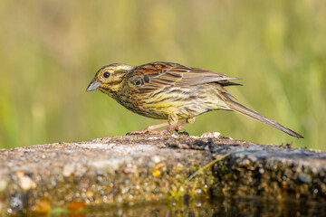 Bahçe kirazkuşu » Cirl Bunting » Emberiza cirlus
