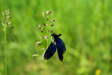 Dragonfly on the meadow grass on a summer sunny day in a green meadow, close-up