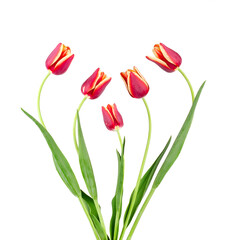 Beautiful bouquet of tulips isolated on a white background.