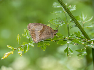 Meadow Brown butterfly profile. UK.