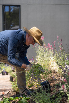 Gardener planting garden bed