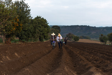 Fototapeta premium Teamwork: Mexican Farmer Collaborating on Bean Planting