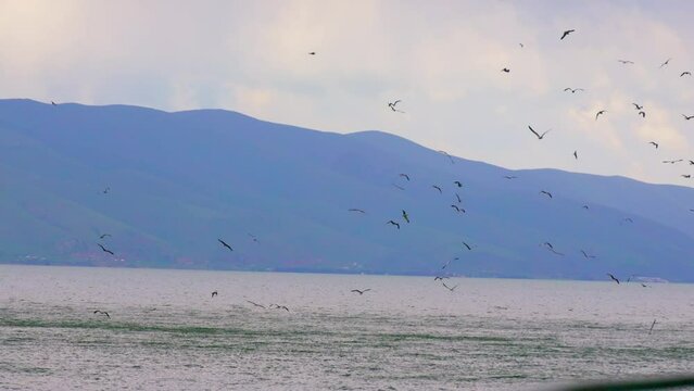 Flock of flying seagulls in sky. Many flocks of seagulls in flight, flying off coast of sea or ocean against backdrop of mountains in slow motion. Living flora and fauna of planet Earth.
