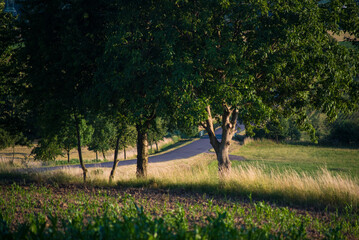 beautiful landscape with road and trees