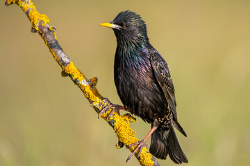 Sığırcık » Common Starling » Sturnus vulgaris