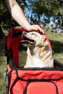 sick disabled dog transported in cart