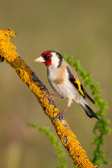  Saka » European Goldfinch » Carduelis carduelis

