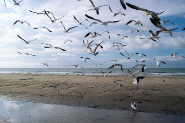 Seagulls  flying on the beach