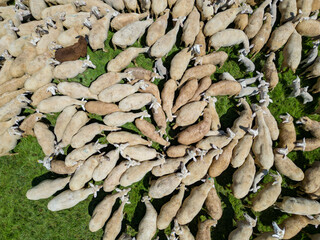 Thriving in the Small Cattle Industry: Maximizing Potential and Profitability