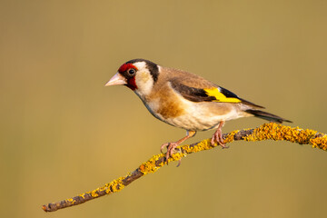  Saka » European Goldfinch » Carduelis carduelis

