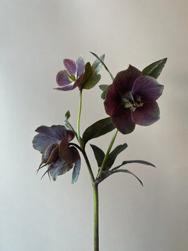 Exotic dark flowers