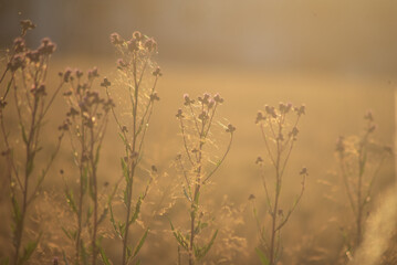 grass in a field at sunset