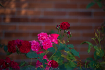 Fototapeta na wymiar floral background. roses in the garden