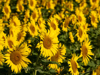 ひまわりの里（北海道雨竜郡北竜町）