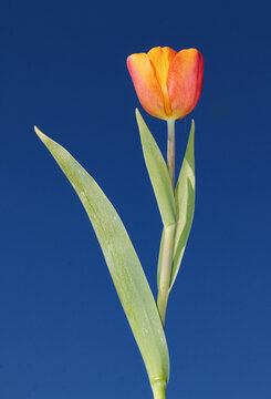 Orange tulip on blue sky background.
