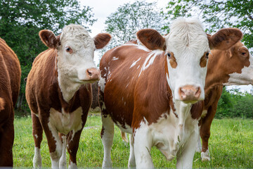 Group of brown cows looking at the camera at farm