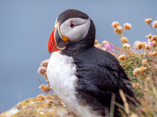 Close up view of beautiful icelandic puffin standing on the cliff