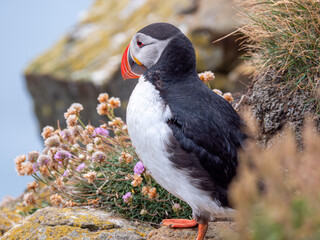 Close up view of beautiful icelandic puffin standing on the cliff