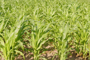 young corn grows in the field