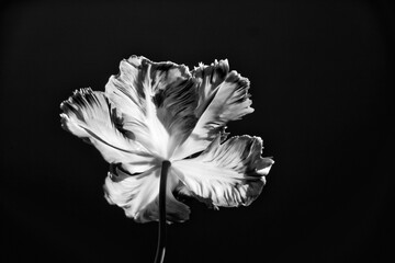 Backside of wide open tulip flower