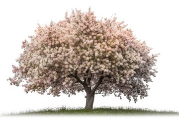 Fototapeta premium A large tree with blooming petals is isolated on a white background. Generative ai.
